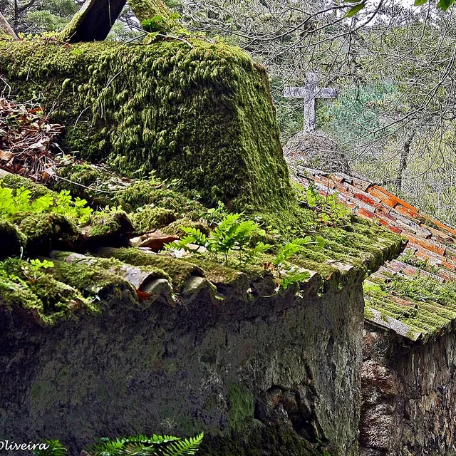 Moss and ferns covering the convent's stone roof